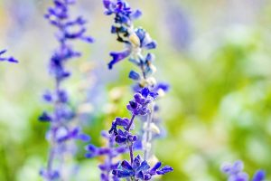 blue flowers