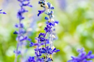 blue flowers